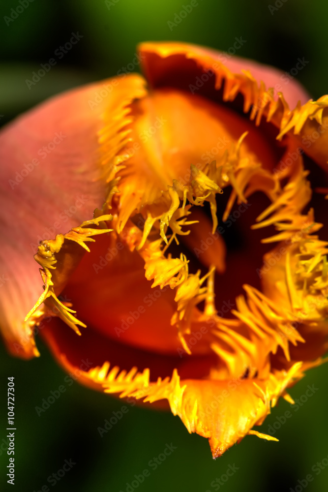 The decorative tulip blossoming in a summer garden.