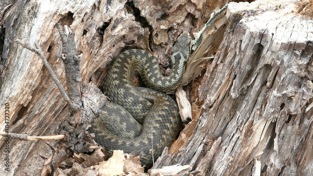 Viper (Vipera Berus) Poisonous Snake in a Dry Stump Viper (Vipera Berus) Poisonous Snake in a Dry Stump