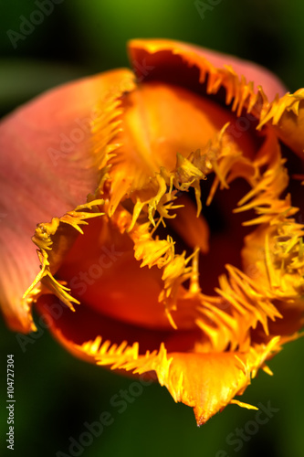Obraz na płótnie The decorative tulip blossoming in a summer garden. w salonie
