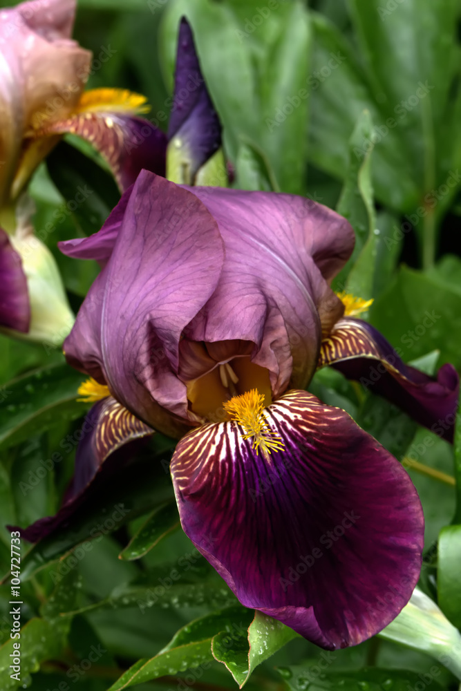 The decorative iris blossoming in a summer garden.