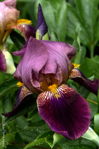 Obraz na płótnie The decorative iris blossoming in a summer garden. w salonie