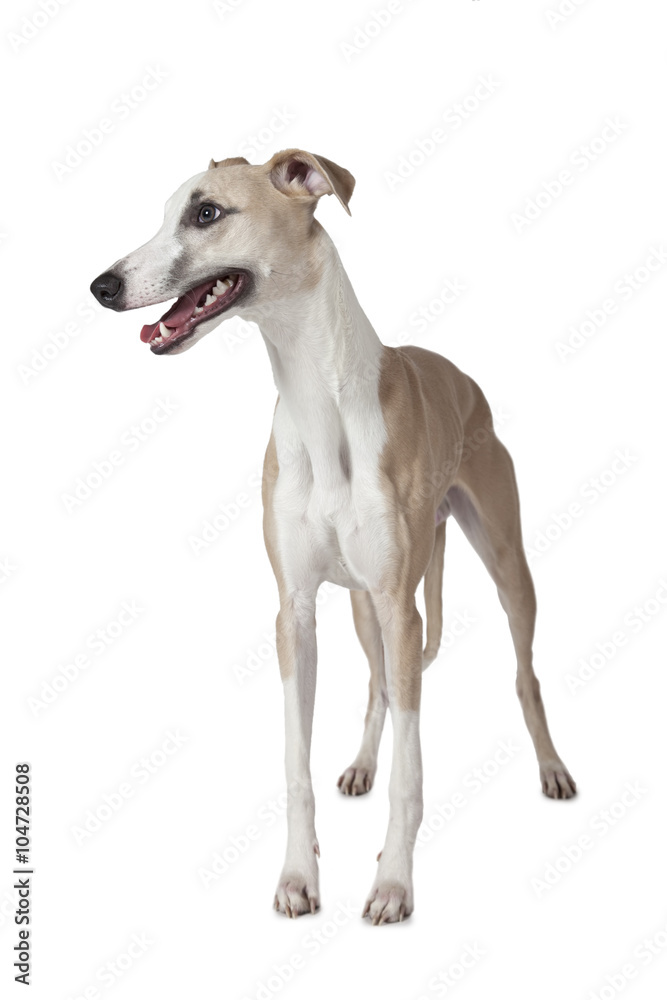 The Whippet dog isolated on white The Whippet dog isolated on white
