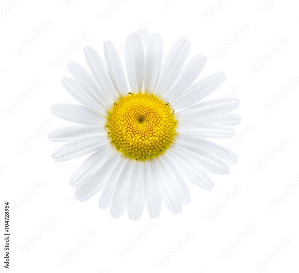 Fototapeta premium Gänseblümchen