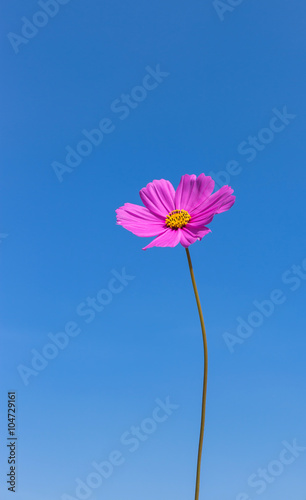 pink cosmos flower blooming on blue sky background 