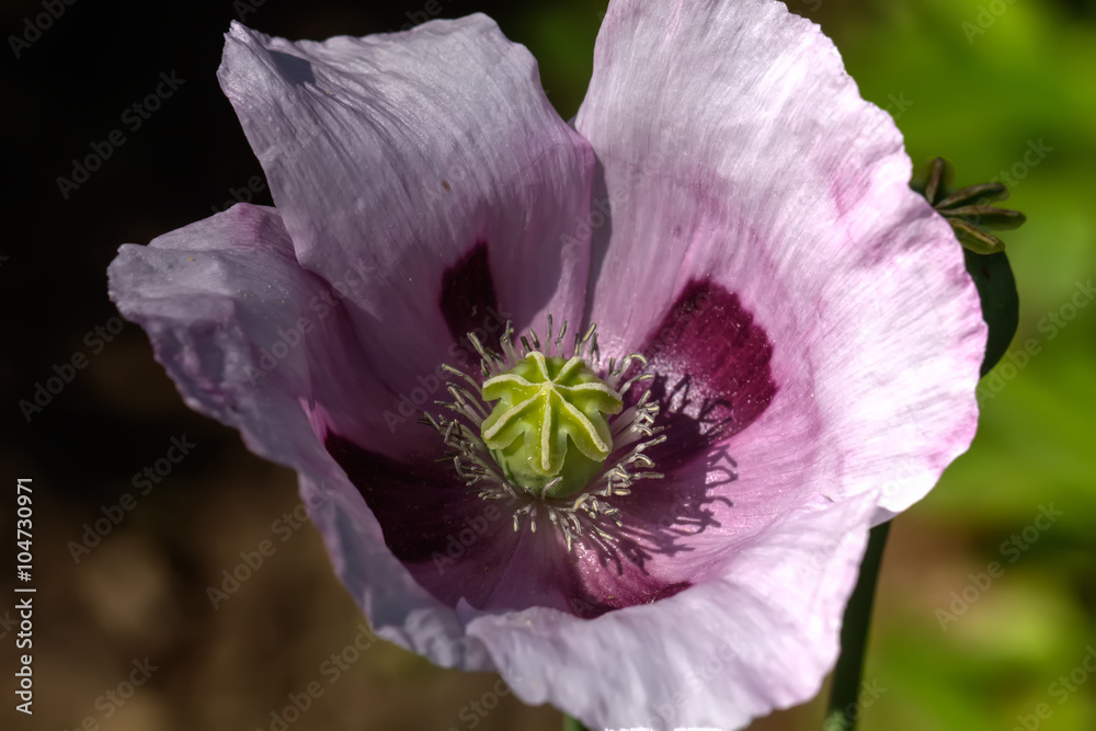 The wild poppy blossoming on the summer field.