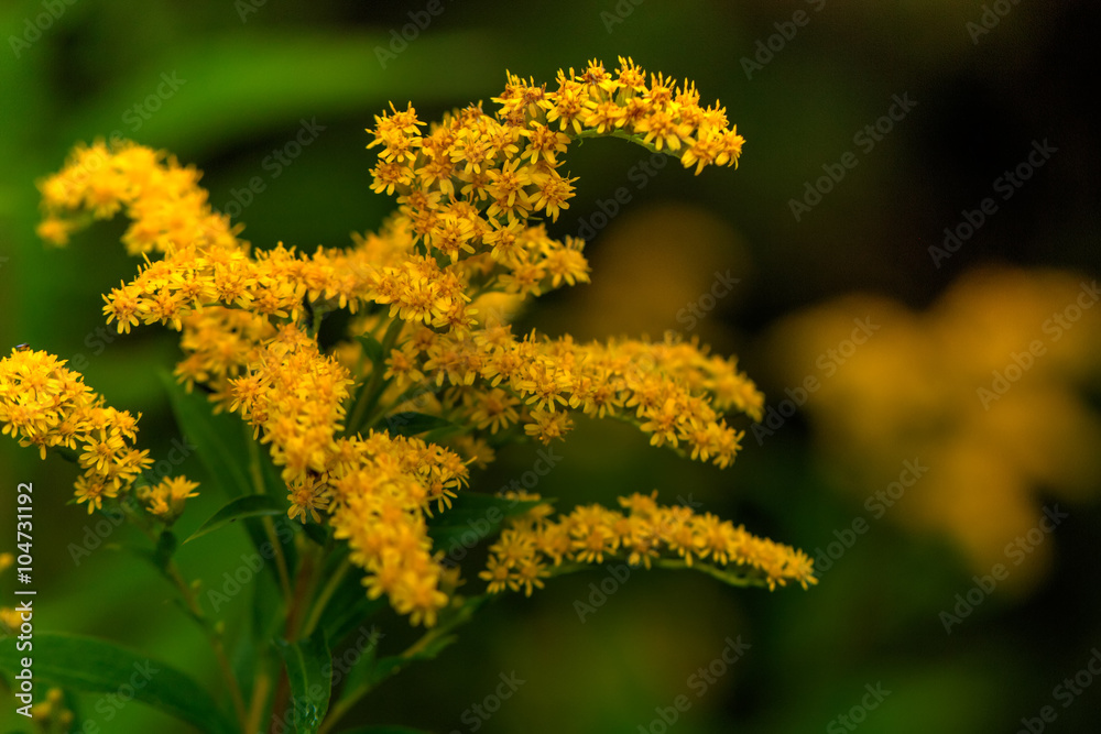 The golden rod flower growing on the summer field.