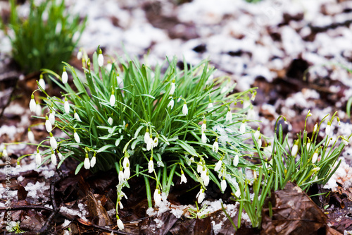 snowdrops  under the snow. flowers blooming in winter