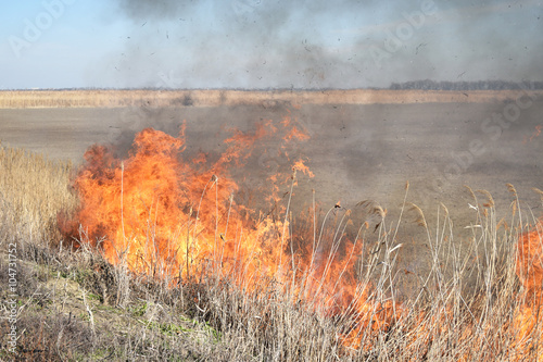 Burning dry grass and reeds © eleonimages