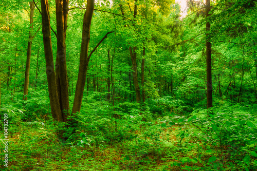 Summer Green Deciduous Forest Trees. Beautiful Nature © Grigory Bruev