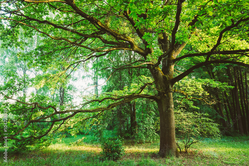 Canopy Of Tall Oak Tree. Sunny Deciduous Forest Canopy Of Tall Oak Tree. Sunny Deciduous Forest