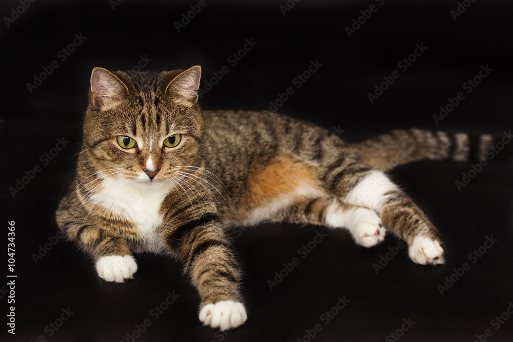 Small adult greeneyed tabby cat isolated on black
