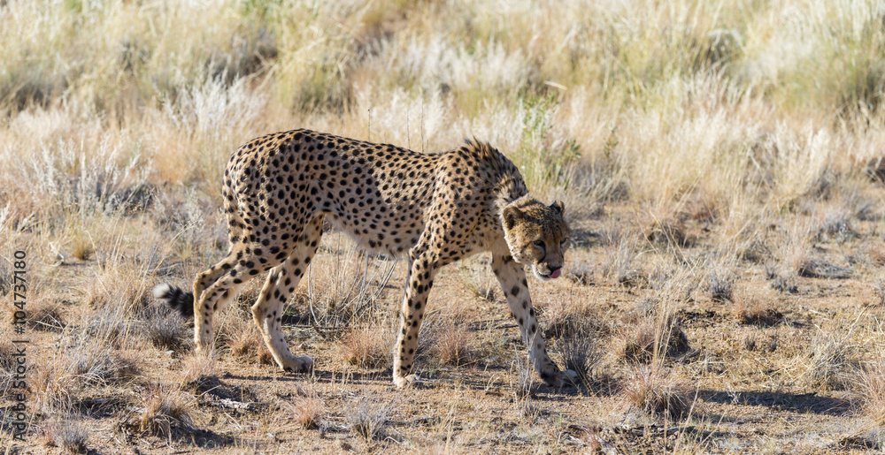 Naklejka premium Cheetah in the Etosha National Park
