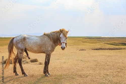 Fototapeta Naklejka Na Ścianę i Meble -  portrait full body of beautiful white male horse with perfect ri