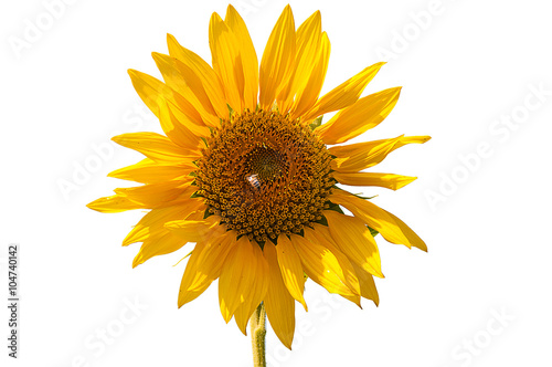 isolate sunflower with bee is doing pollination in flower 