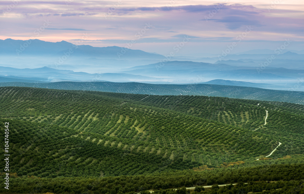 Olive tree land Olive tree land