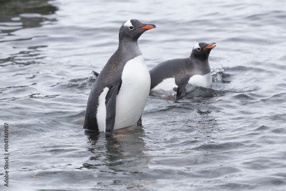Naklejka premium Gentoo Penguins at Paradise Harbour, Antarctica. 