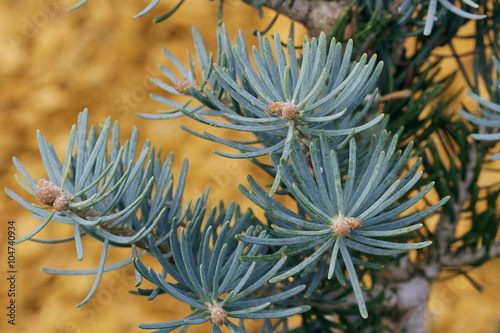 Abies concolor Compacta photo