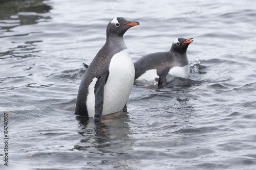 Gentoo Penguins at Paradise Harbour  Antarctica. 