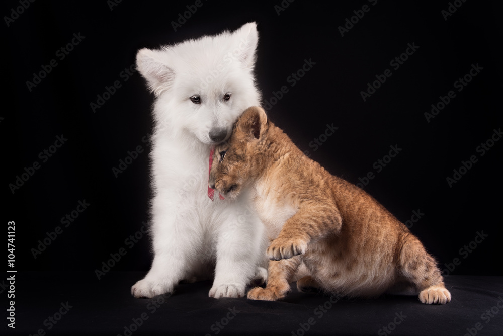 little lion cub and white puppy little lion cub and white puppy