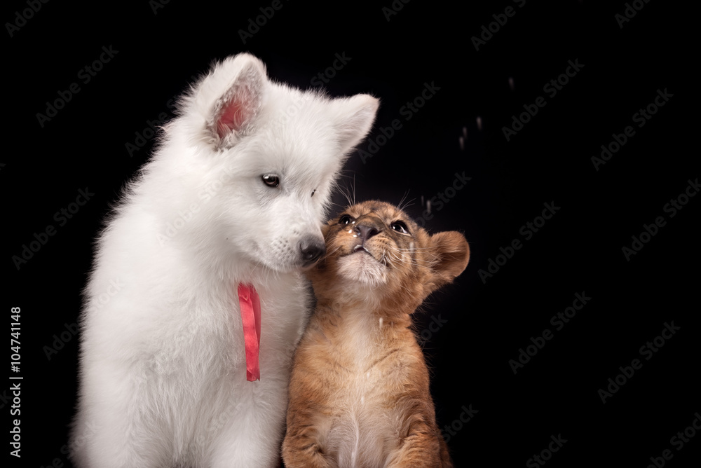 Fototapeta premium little lion cub and white puppy 