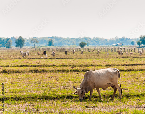 white cow withe grass  in Thailand
