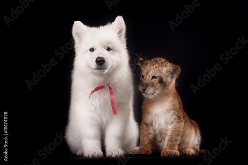 little lion cub and white puppy 