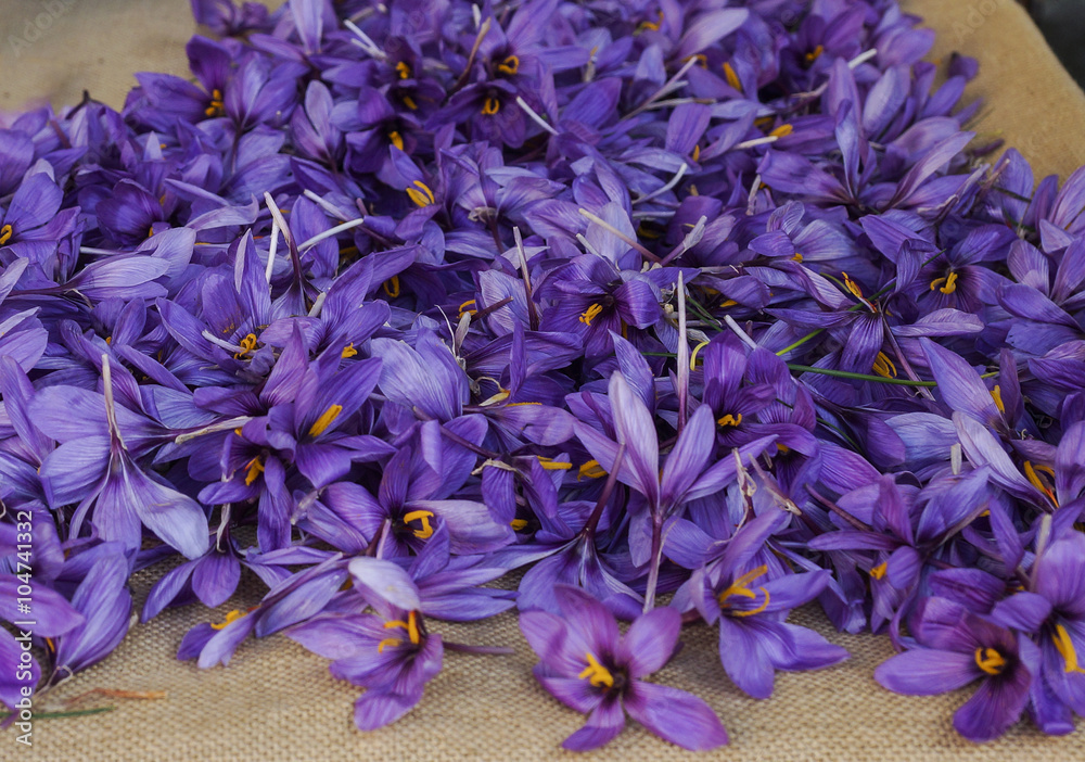 Safranblüten