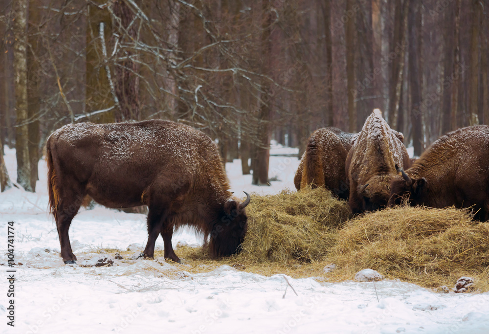 Moscow bison nursery (Prioksko-Trrasniy) near Serpukhov city Moscow bison nursery (Prioksko-Trrasniy) near Serpukhov city