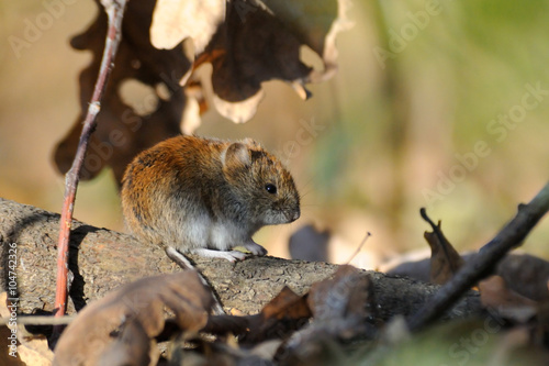 Fotografie Bank vole in autumn forest