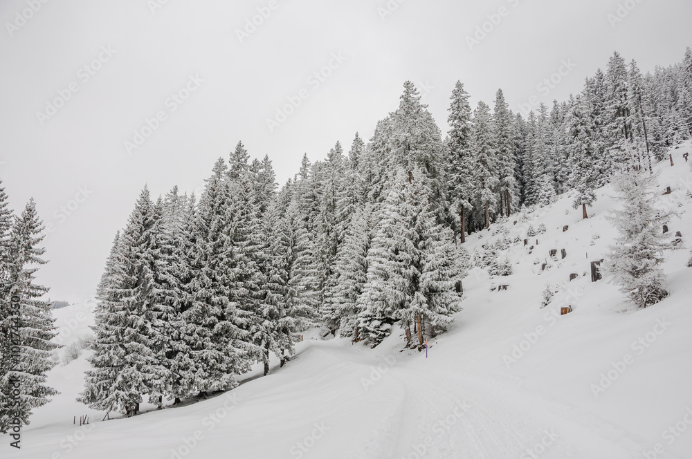 Fototapeta premium Grindelwald, Bergdorf, Dorf, Bussalp, First, Weidli, Schlittelweg, Winterwanderweg, Wintersport, Alpen, Schweizer Berge, Berner Oberland, Winter, Schweiz