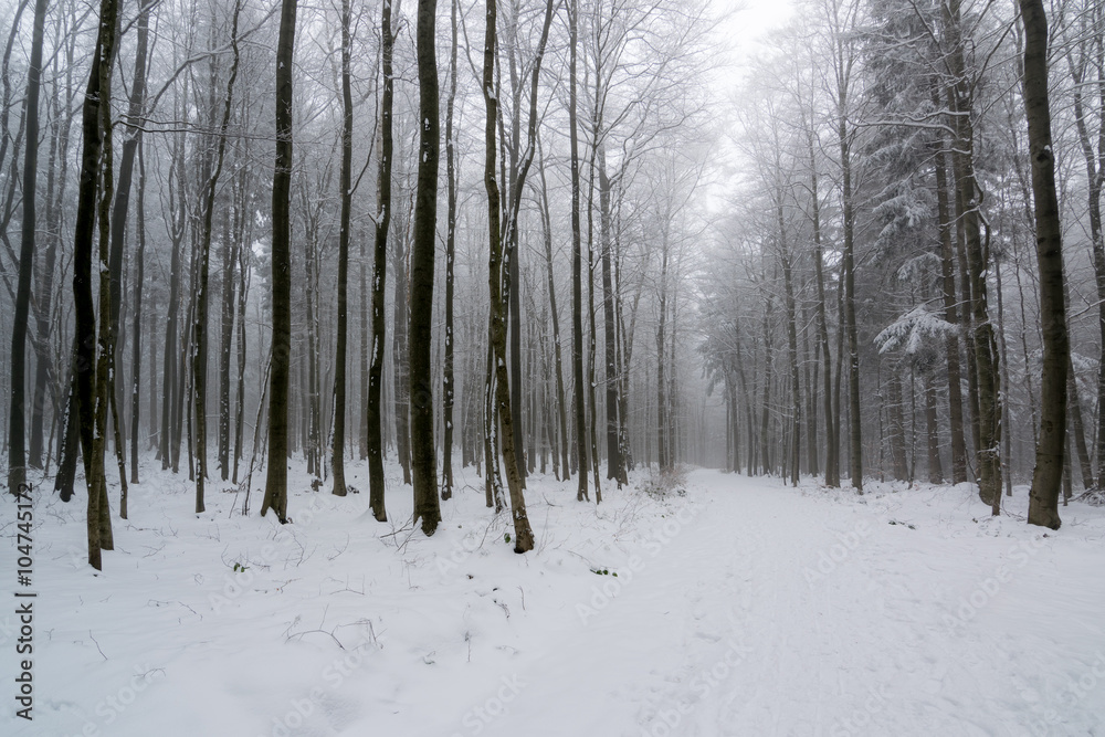 Winterwald im Harz bei Stolberg, Sachsen-Anhalt in Deutschland