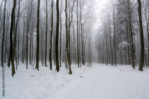 Winterwald im Harz bei Stolberg, Sachsen-Anhalt in Deutschland © kentauros