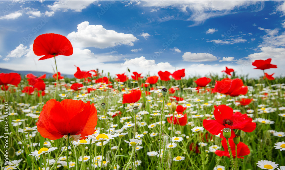 Obraz premium Summer happiness: meadow with red poppies