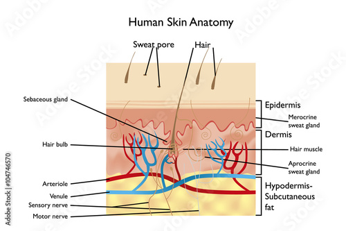 Human Skin Anatomy