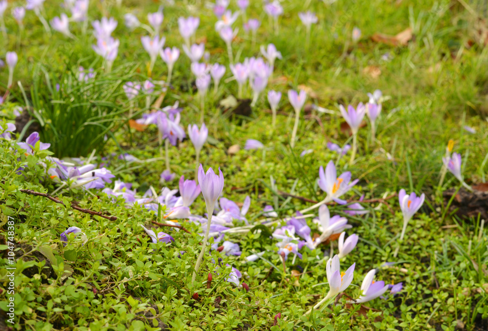 Fototapeta premium nature crocus flowers in springtime