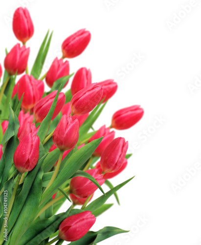 Bouquet of pink tulips isolated on white background