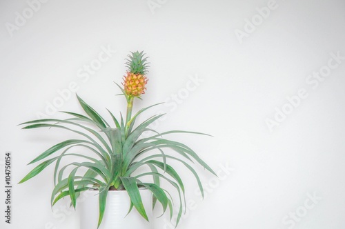 Bromelia Ananas