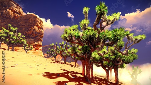 Joshua trees on desert