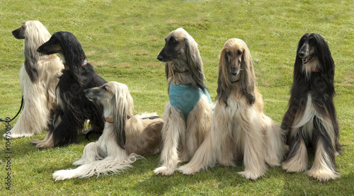 Afghanischer; Windhund