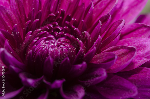 Close up purple flower petals