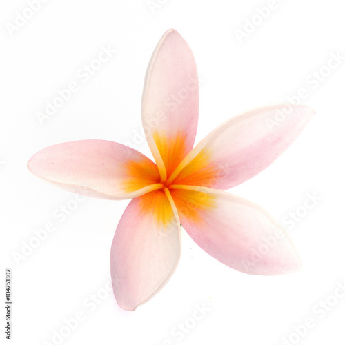 Frangipani flower isolated on white background
