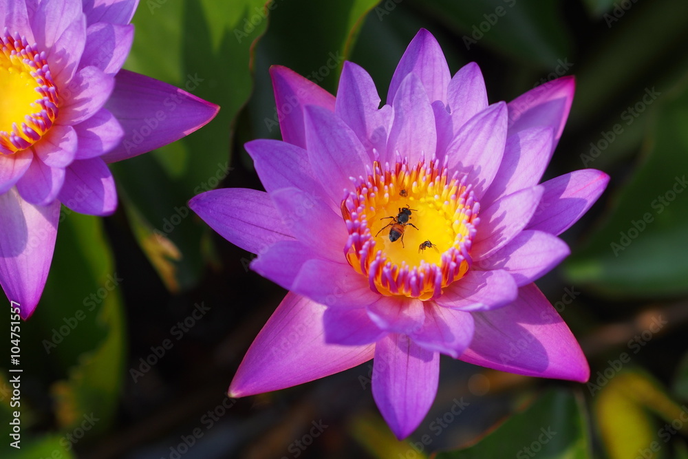 Purple lotus blossom in lagoon with an insect inside Purple lotus blossom in lagoon with an insect inside