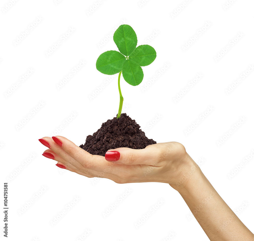 woman's hand holding a clover plant growing out of the ground, o woman's hand holding a clover plant growing out of the ground, o