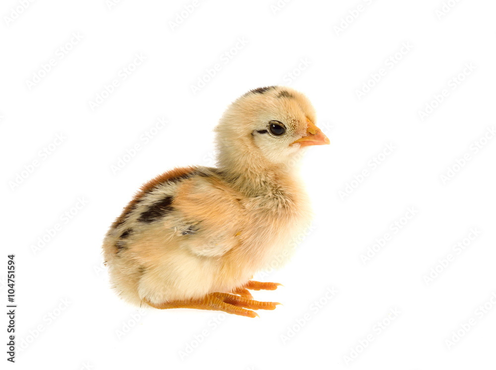 Fototapeta premium Cute little chicken isolated on white background
