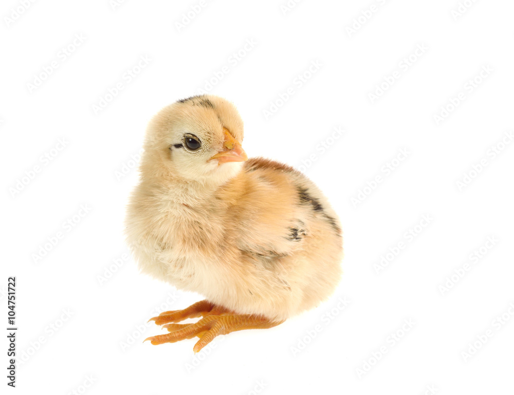 Obraz premium Cute little chicken isolated on white background