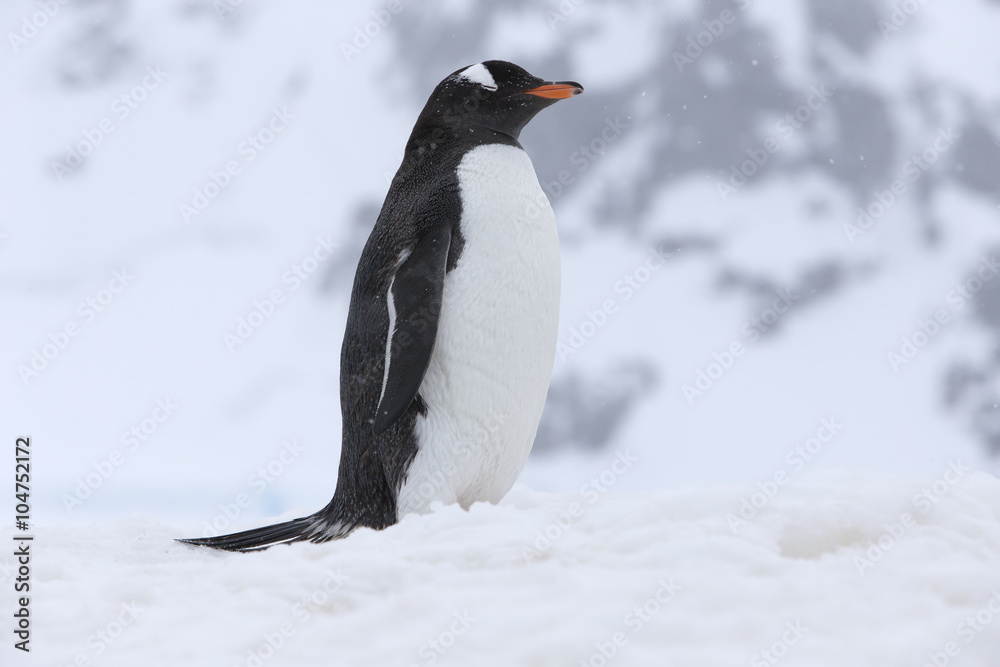 Obraz premium Gentoo Penguin at Paradise Harbour, Antarctica. 