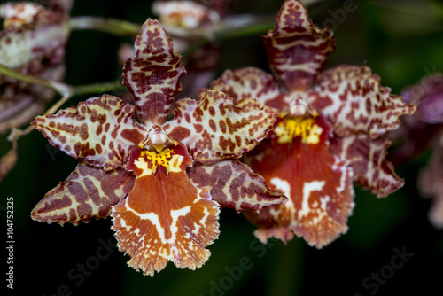 Orquídea Cambria photo