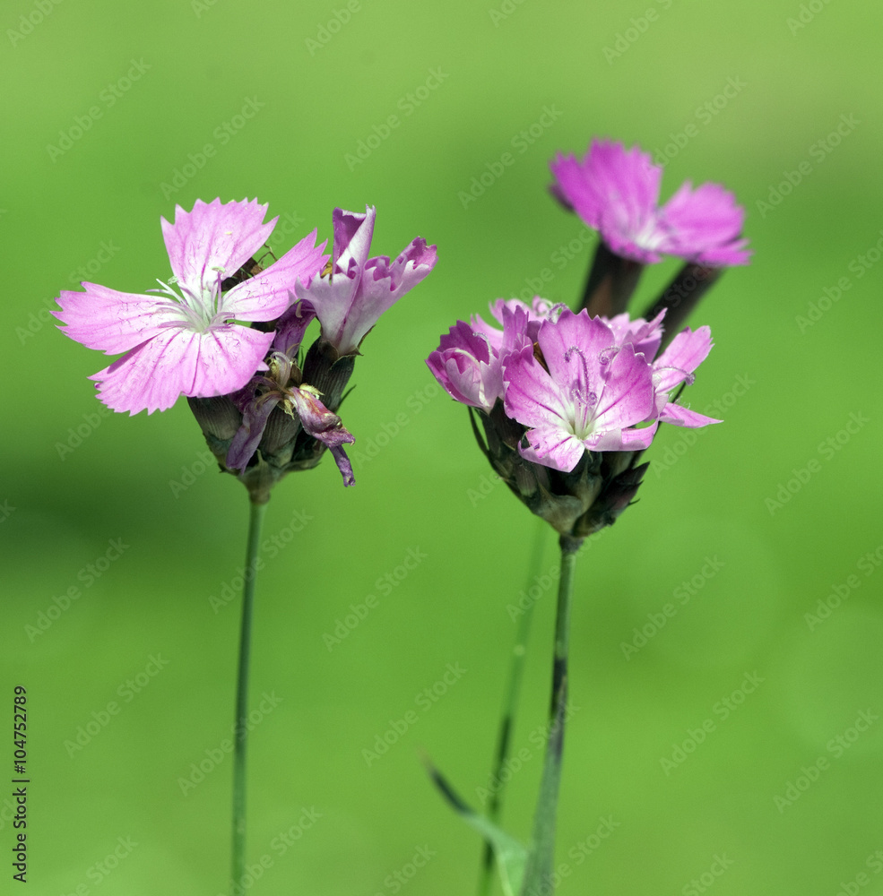 Kartaeusernelke, Dianthus, carthusianorum Kartaeusernelke, Dianthus, carthusianorum