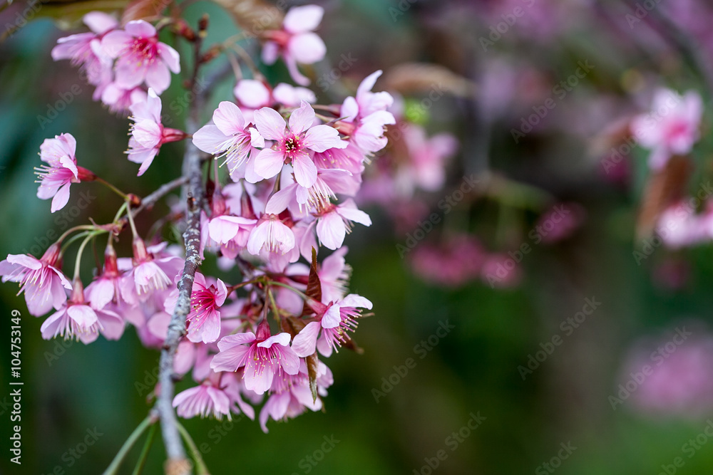 wild Himalayan Cherry flower (Prunus cerasoides), selective focus