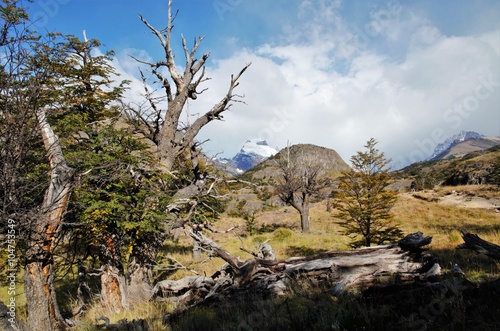 Panoramic view of the forest with dead trees and a snow covered mountain in the background.